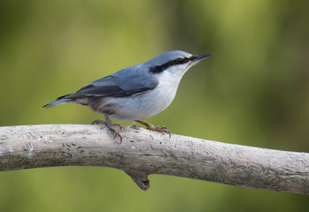 Eurasian nuthatch (Sitta europaea).