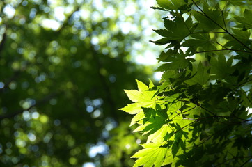 森林 夏のイメージ