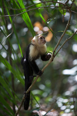 White faced capuchin monkey in Quepos, Costa Rica