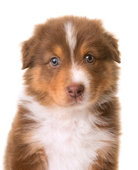 australian shepherd dog