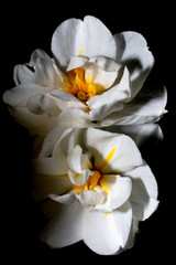 Obraz na płótnie Canvas Weiße Blume