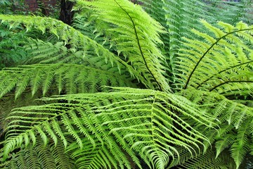 Fototapeta premium Farn, Gefässsporenpflanze