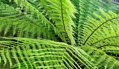 Farn, Gefässsporenpflanze