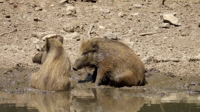 Lustiges Wildschwein Bad