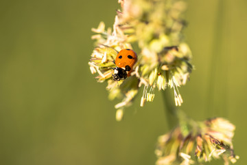 Ladybird Coccinellidae © Stephen Butler