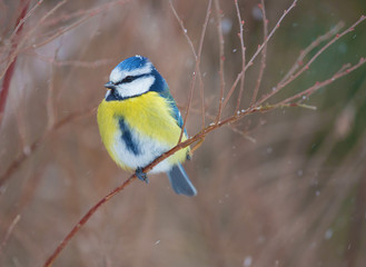 Fototapeta premium Blue tit (Cyanistes caeruleus).