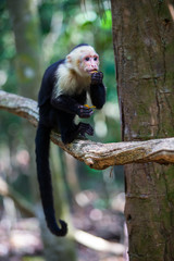 White faced capuchin monkey in Quepos, Costa Rica