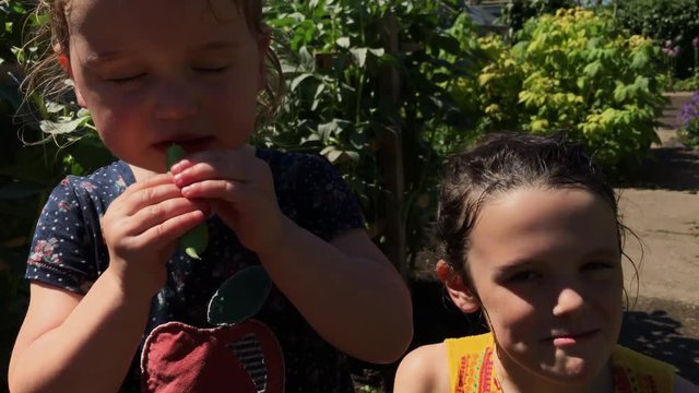 Two young sisters eating homegrown organic vegetables