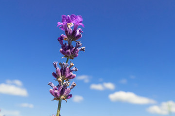 Lavender / Lavender flowers on blue sky background