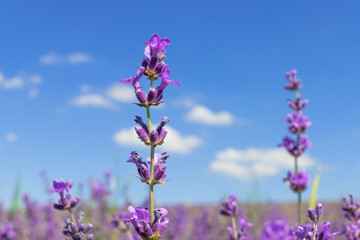 Fototapeta na wymiar Lavender flowers / Lavender flowers on blue sky background 