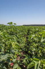 Green cotton field 
