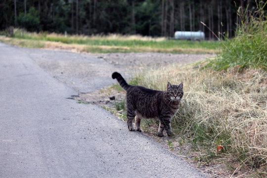 Katze auf Feldweg