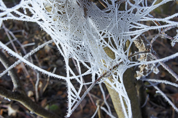 frost spiderweb tree winter