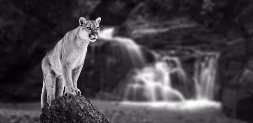 Fotobehang Poema Puma bij de watervallen, poema, poema