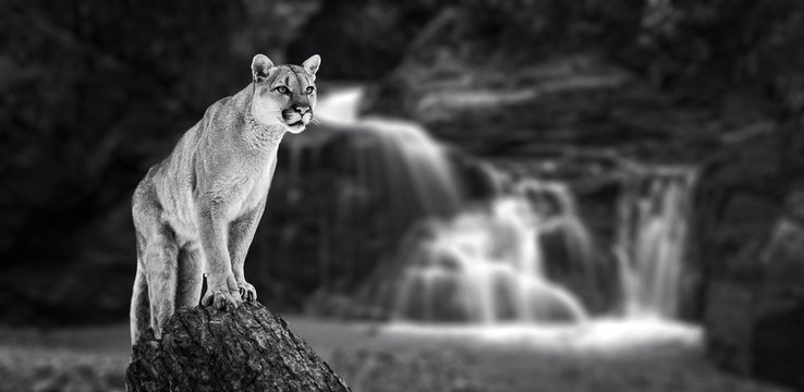 Puma at the Falls, mountain lion, puma