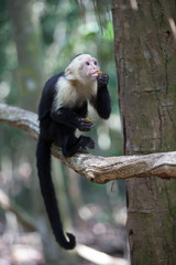 Naklejka premium White faced capuchin monkey in Quepos, Costa Rica