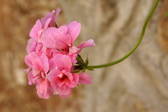 sardin