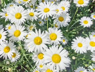 camomile flowers