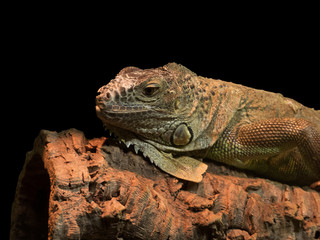 Fototapeta premium reptile close-up