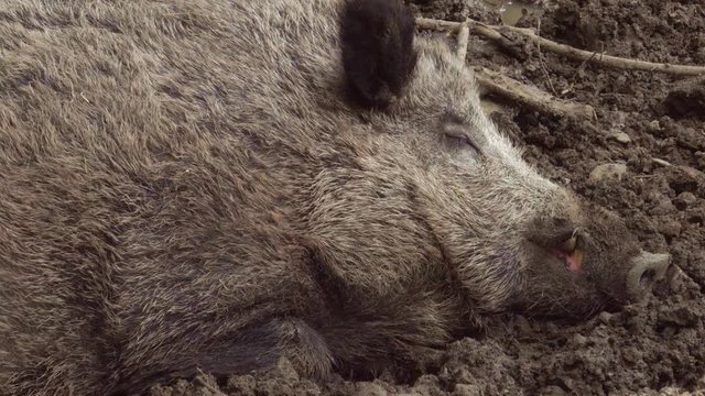 Lustiges Wildschwein schl&auml;ft gem&uuml;tlich