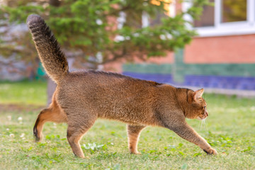 Abyssinian cat hunts a bird in the open air