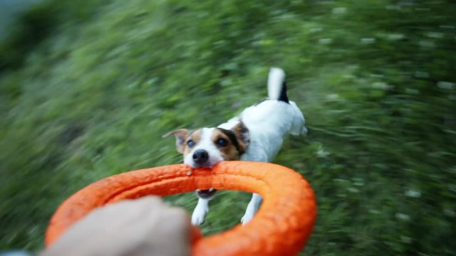 The owner is circling your little dog breed the Jack Russell Terrier on a bright ring. Close-up