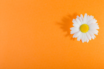 White daisy flower on an orange background, with a sharp shadow
