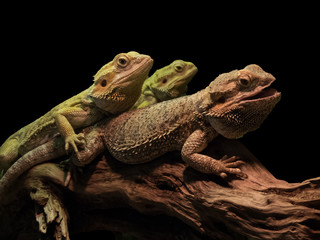 reptiles on a branch