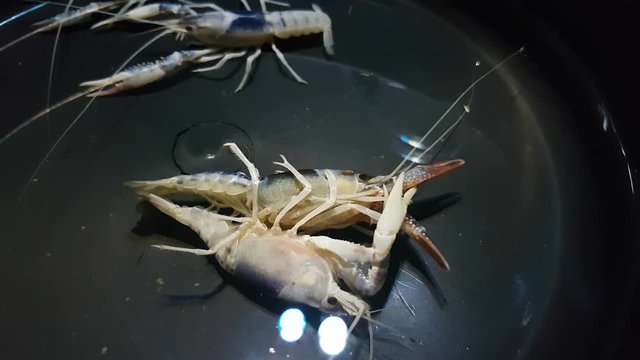 Ghost Mix crayfish (Procambarus clarkii) mating in aquarium tank.