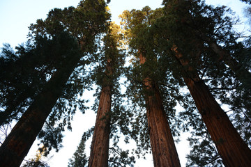 Fototapeta premium looking up into the sky through a forest of giant sequoia trees