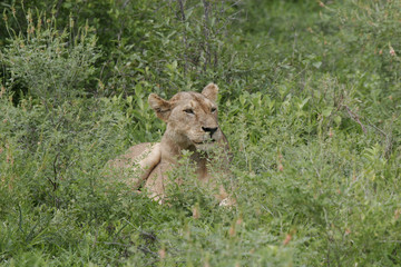 Lion wild dangerous mammal africa savannah Kenya