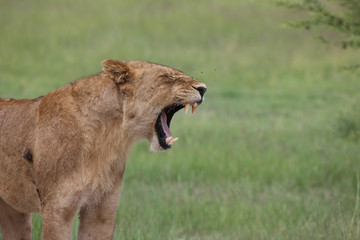 Lion wild dangerous mammal africa savannah Kenya