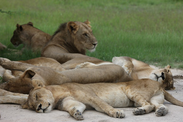 Lion wild dangerous mammal africa savannah Kenya