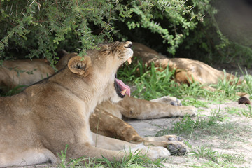 Naklejka premium Lion wild dangerous mammal africa savannah Kenya