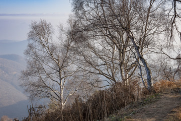 Fototapeta premium Val Grande, trees