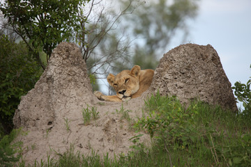 Lion wild dangerous mammal africa savannah Kenya