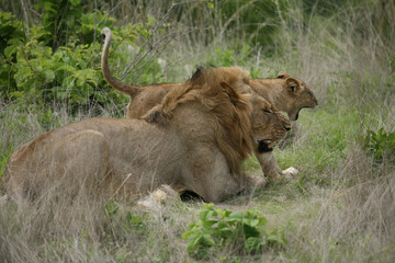 Lion wild dangerous mammal africa savannah Kenya