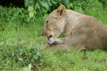 Lion wild dangerous mammal africa savannah Kenya