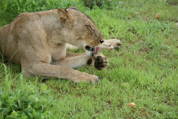 Fototapeta premium Lion wild dangerous mammal africa savannah Kenya