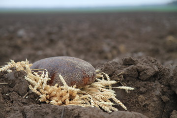 Loaf of bread on a soil