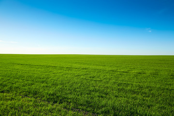 Perfect landscape with field with green grass and blue sky on a clear sunny day