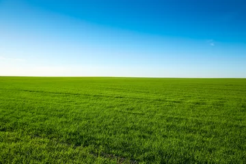 Poster Perfect landscape with field with green grass and blue sky on a clear sunny day © maksim_e