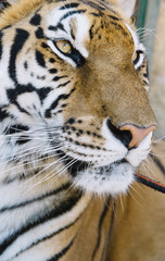 Tiger close up