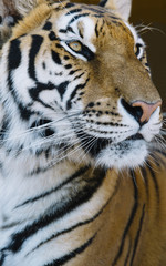 Tiger close up