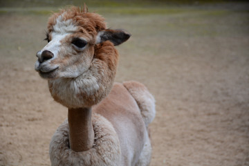 Obraz premium Alpaca on the farm