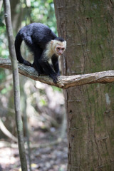 White faced capuchin monkey in Quepos, Costa Rica