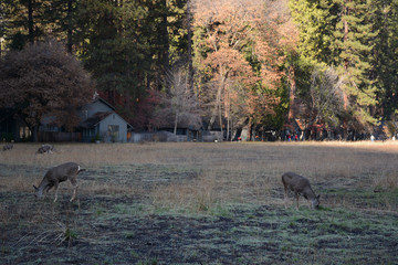 Deers in Yosemite National park, California