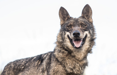 Iberic Wolf