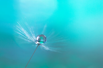 Macro of dandelion with water drops on a blue background.
