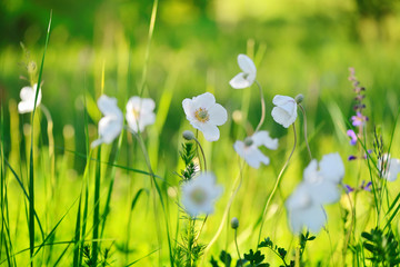 White flowers Anemone (Anemone sylvestris) on the field